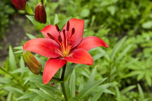 just bloomed red Lily on blurred nature background