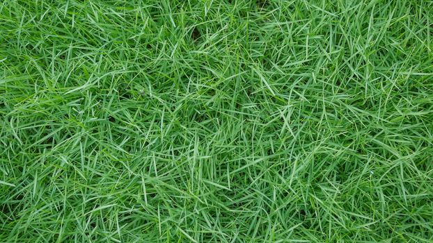 fresh spring green grass natural background texture