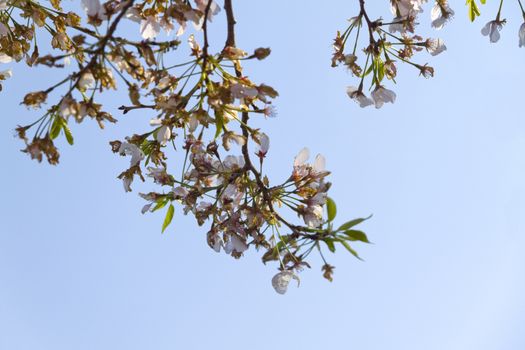 Branches of a Cherry Blossom tree in bloom