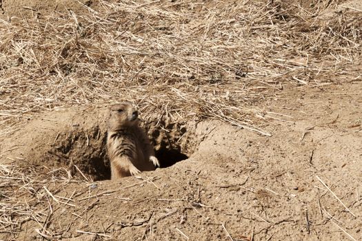 A single prairie dog peaking out of his den on guard.