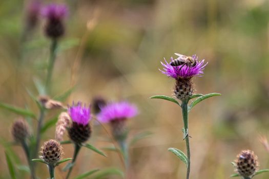 Western Honey Bee (Apis mellifera) gathering pollen from a Thistle