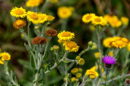 Common Fleabane (Pulicaria dysenterica) and Thistles flowering near Ardingly Reservoir in Sussex