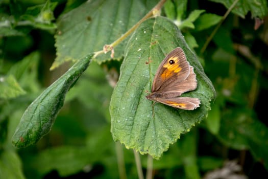 Meadow Brown Butterfly (Maniola jurtina) resting on a leaf