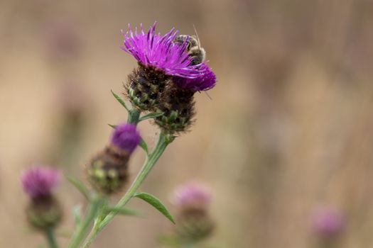 Western Honey Bee (Apis mellifera) gathering pollen from a Thistle