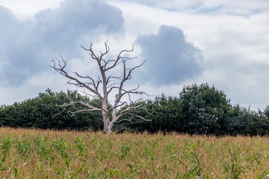 Dead tree growing in a field of maize near Ardingly