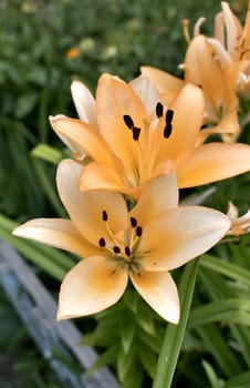 flower cream Lily in the light of the morning sun