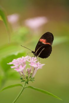 Butterfly (Heliconus Melpomene) on pink flower. 