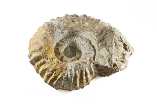 Ammonite Fossil over white isolated background