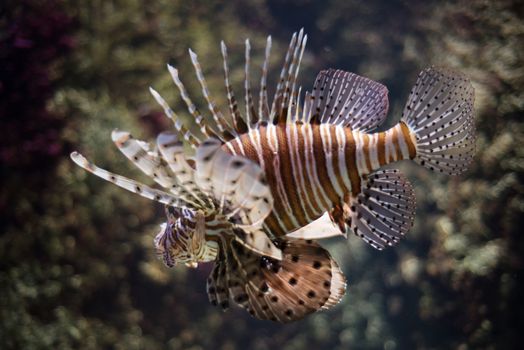 Scorpion fish