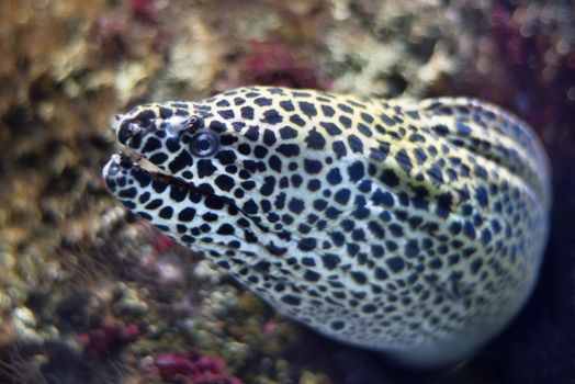 Close up view of a moray fish.