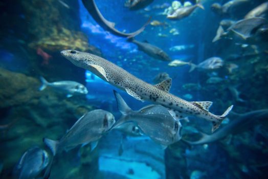 Fishes swimming in large seawater aquarium.