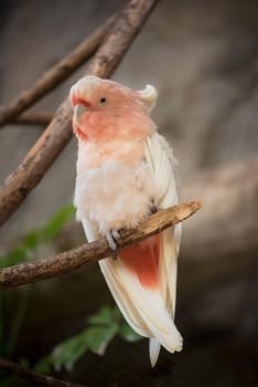 Pink Cockatoo, crested Cockatoo