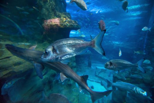 Fishes swimming in large seawater aquarium