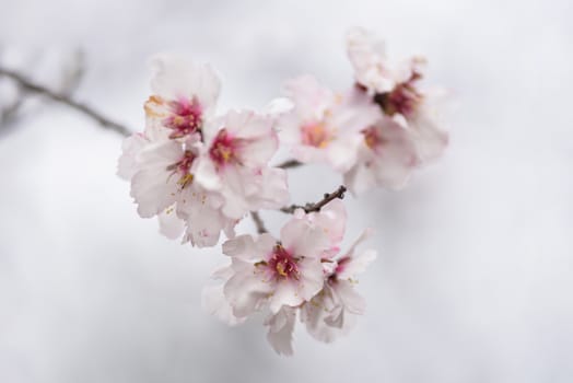 Close up almond tree flower. Shallow deep of field, selective focus.