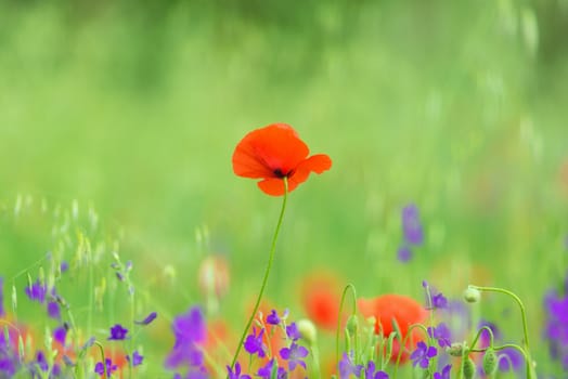 close up in poppy field and sun. Spring summer nature background concept. Shallow deep of field. Selective focus.