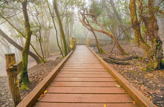 Foggy laurisilva forest in Anaga mountains, Tenerife, Canary island, Spain.