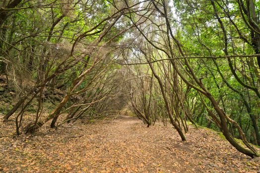 Tropical forest in Anaga, Tenerife, Canary island, Spain.