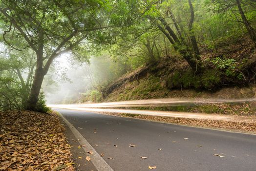 Car light trails in the foggy forest, Anaga, tenerife, Canary island, Spain.