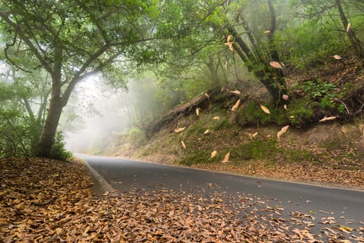 Road in the forest, leafs falling and myst, Anaga, Tenerife, Canary island, Spain.