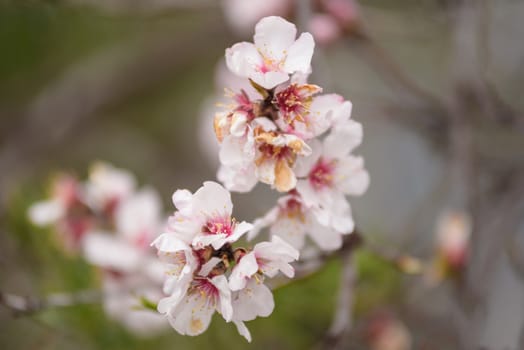 Close up almond tree flower. Shallow deep of field, selective focus.