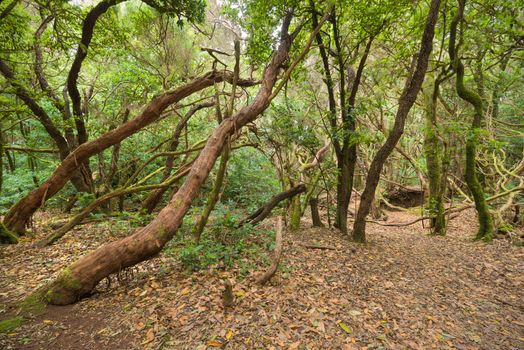 Tropical forest in Anaga, Tenerife, Canary island, Spain.