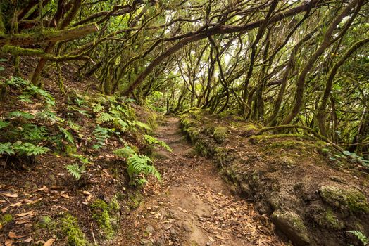 Anaga rain forest in Tenerife island, Canary islands, Spain.