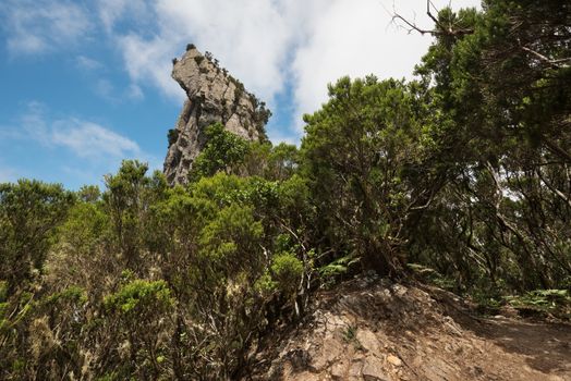 Roque Anambro in Anaga rain forest, Tenerife island, Canary islands, Spain.