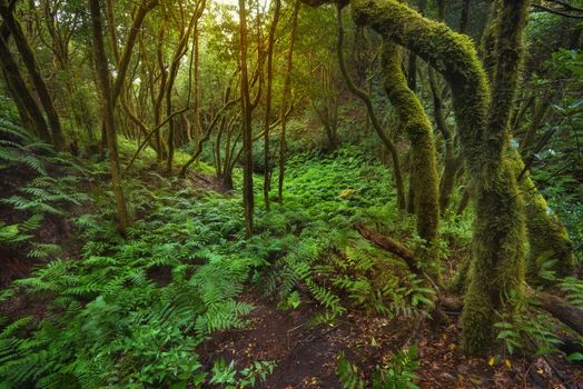 Magic Laurisilva rain forest in Anaga mountains, Tenerife, Canary islands, Spain.