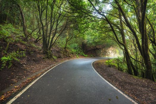 Magic Laurisilva rain forest in Anaga mountains, Tenerife, Canary islands, Spain.