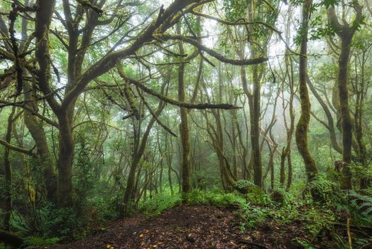 Magic Laurisilva rain forest in Anaga mountains, Tenerife, Canary islands, Spain.