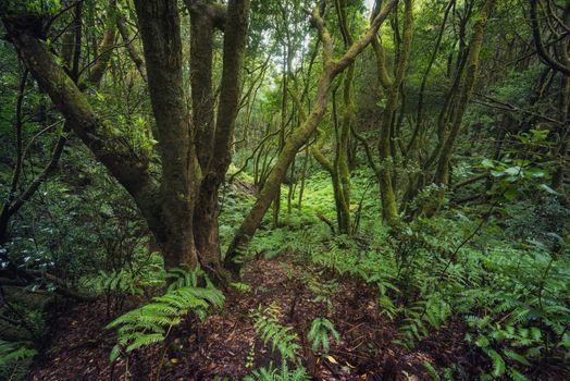 Magic Laurisilva rain forest in Anaga mountains, Tenerife, Canary islands, Spain.