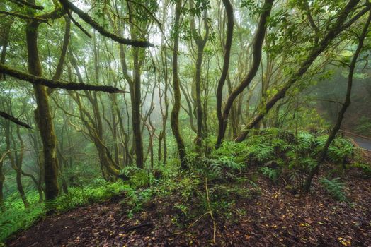 Magic Laurisilva rain forest in Anaga mountains, Tenerife, Canary islands, Spain.