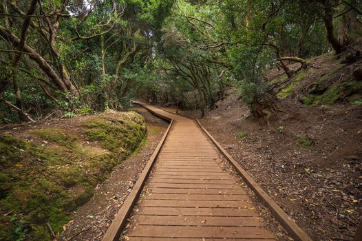 Anaga rain forest in Tenerife island, Canary islands, Spain.