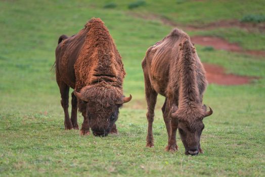 European Bison