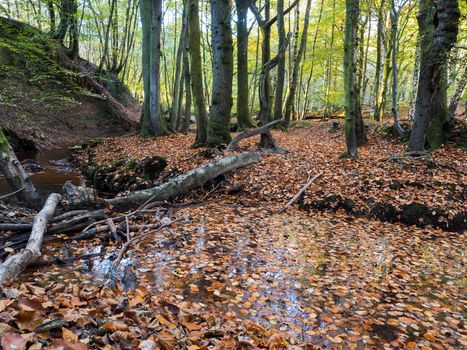 Scenic View of the Ashdown Forest in Sussex