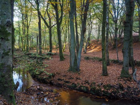 Scenic View of the Ashdown Forest in Sussex