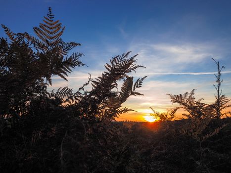 Sunset over the Ashdown Forest in Sussex