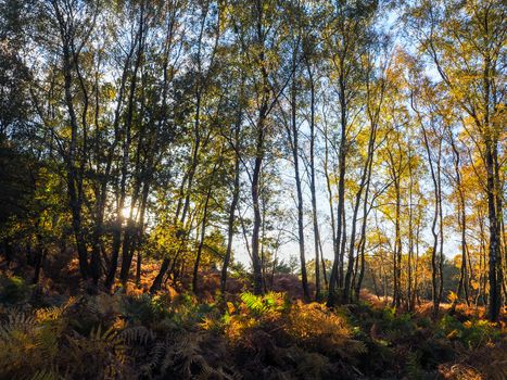 Scenic View of the Ashdown Forest in Sussex