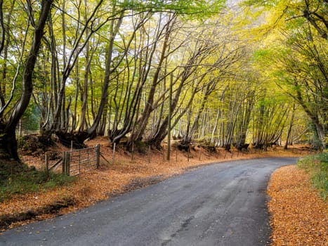 Autumnal Scene in the Sussex Countryside