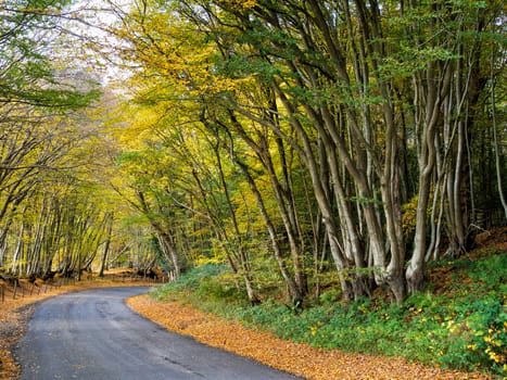 Autumnal Scene in the Sussex Countryside