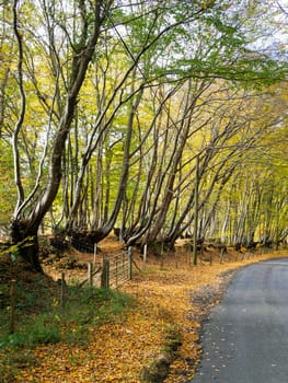 Autumnal Scene in the Sussex Countryside