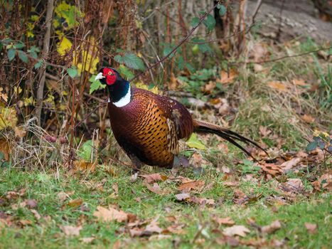 Pheasant Enjoying the Sunshine at warnham Nature Reserve