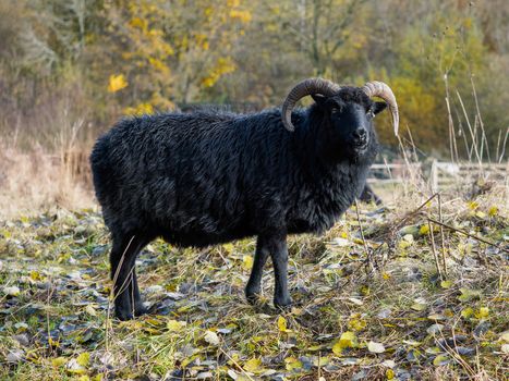 Hebridean Black Sheep at Warnham Nature Reserve