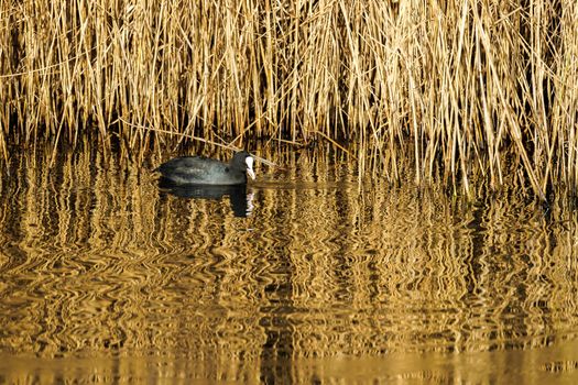 Coot Swimming in Golden Reflections