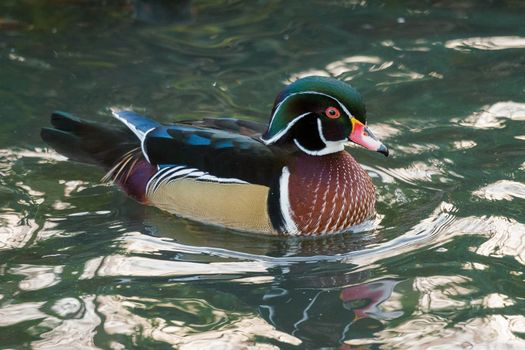 Wood Duck or Carolina Duck  (Aix sponsa)