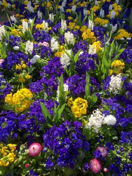 Colourful Bed of Flowers in East Grinstead