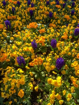 Colourful Bed of Flowers in East Grinstead