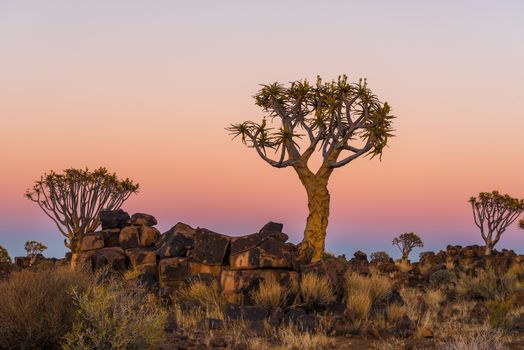 Blue hour transforms into golden hour at dawn at the quiver tree forest at Garas Park Rest Camp, near Keetmanshoop on the B1-road  to Mariental
