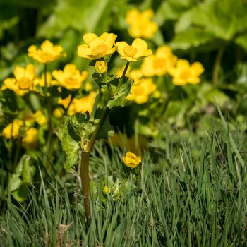 Marsh Marigold (Caltha palustris) Flowering in Springtime