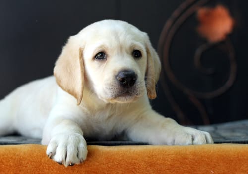 the little yellow labrador puppy sitting on yellow background